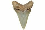 Serrated Angustidens Tooth - Megalodon Ancestor #308017-1